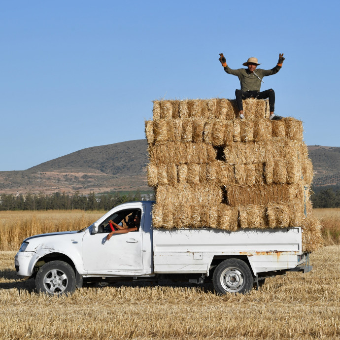 Versenyt futnak a kutatók az idővel, hogy a klímaváltozást elviselő búzát nemesítsenek