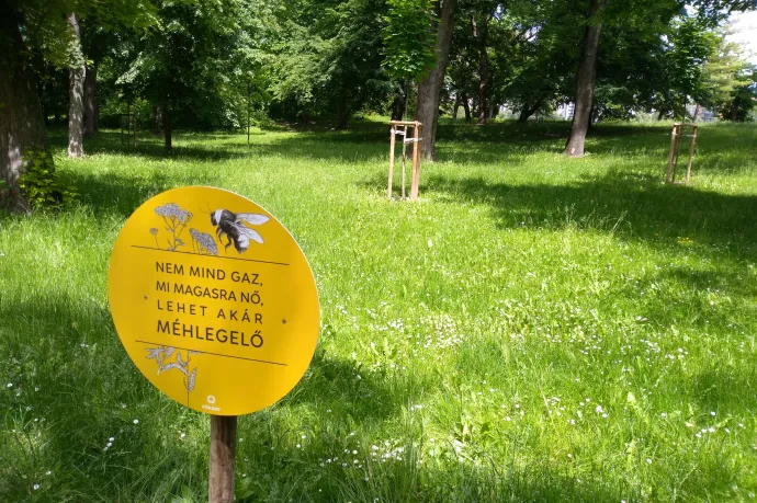 Egyévesek a budapesti méhlegelők: megsokszorozódott az élővilág, és egy hódcsalád is megjelent