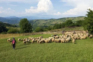 Pásztorhiány van Romániában: Bangladesból szerződtetnek juhászokat a romániai gazdák
