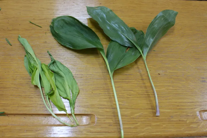 A medvehagyma (balra) és a gyöngyvirág levelei (jobbra) – Fotó: Kádár Kata / Transtelex