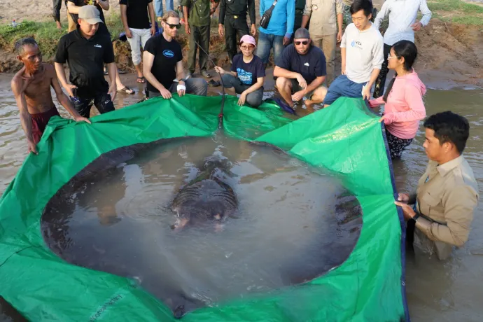 A világ legnagyobb édesvízi halát fogták ki Kambodzsában, egy ráját