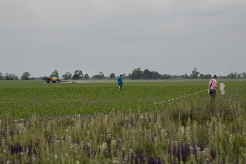 Ha a mezőgazdasági területen permeteznek, a közelében is pusztulnak a rovarok – Fotó: Bődey János / Telex