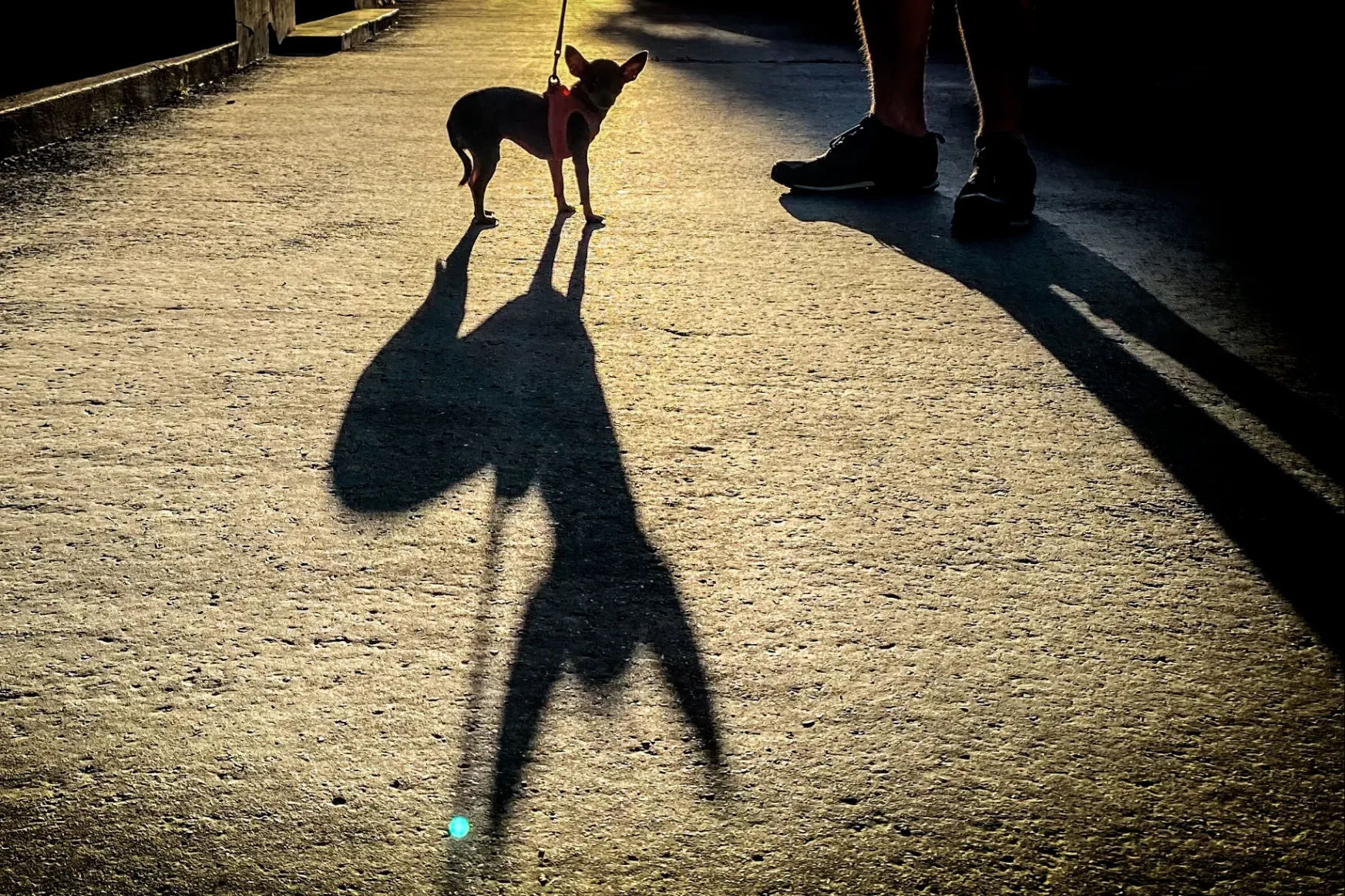Kaki, futtatók, kutyanevelés – megnéztük, mit lehetne kezdeni a városi kutyatartással