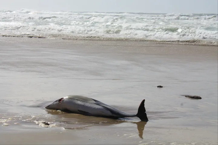 Az ukrajnai háború a Fekete-tengeri delfinpopulációkat is veszélyezteti