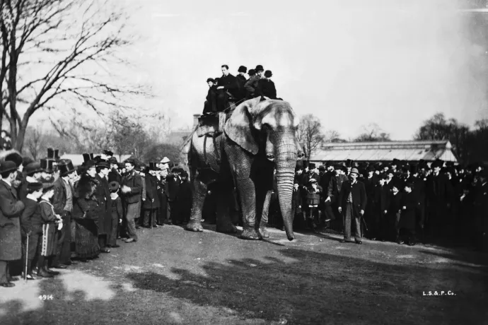 A világ legnagyobb elefántjának kínkeserves élete volt