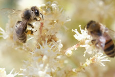 A rovarvilág pusztulása miatt jó üzlet lett a házi méhek bérbe adása, de már ez is veszélybe került