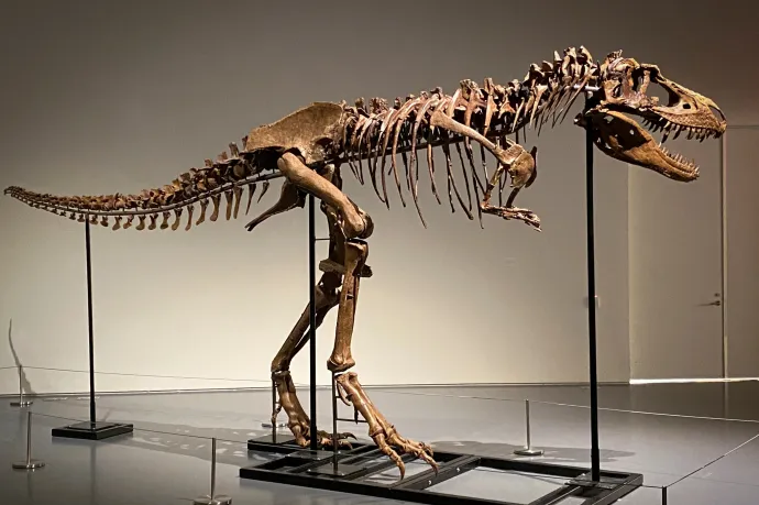 Nyolcmillió dollárt is fizethetnek a ritka Gorgosaurus-csontvázért