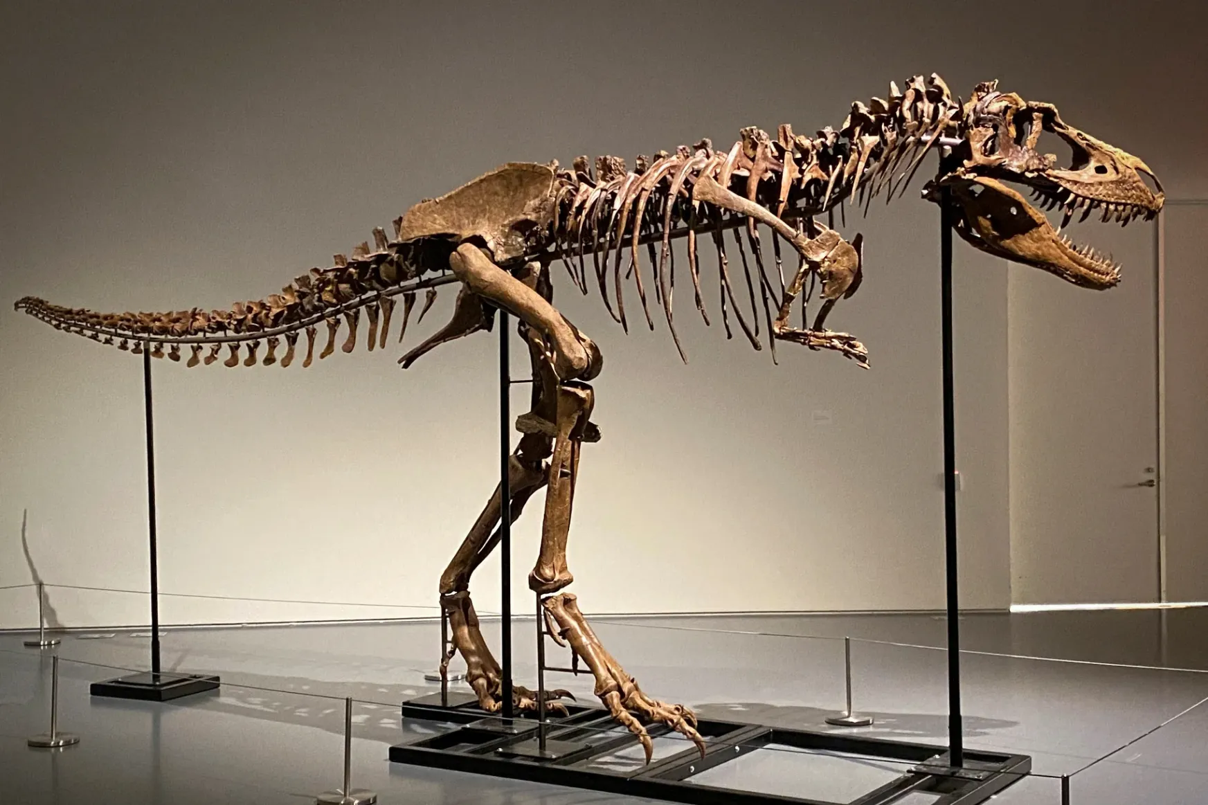 Nyolcmillió dollárt is fizethetnek a ritka Gorgosaurus-csontvázért