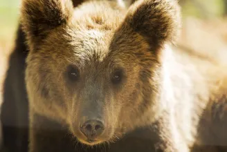 Öt medvét is átszállítottak Borszékről az elmúlt időszakban
