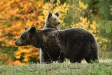 Tusnádfürdő: ittas turista a bocsát piszkálta, megcsapta az anyamedve