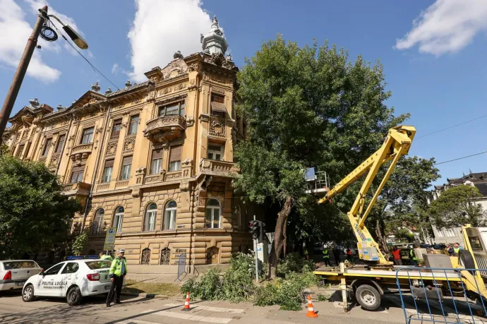 Törvénymódosítással próbálnák megelőzni a köztéri fák további kontár csonkolását a szakértők