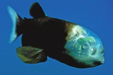A bizarr hal, ami átlátszó fején keresztül nézi a világot