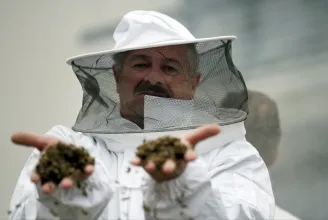 Jogi kiskaput aknáz ki Románia, hogy az uniós tiltás ellenére is használhassanak méhgyilkos szereket a mezőgazdaságban