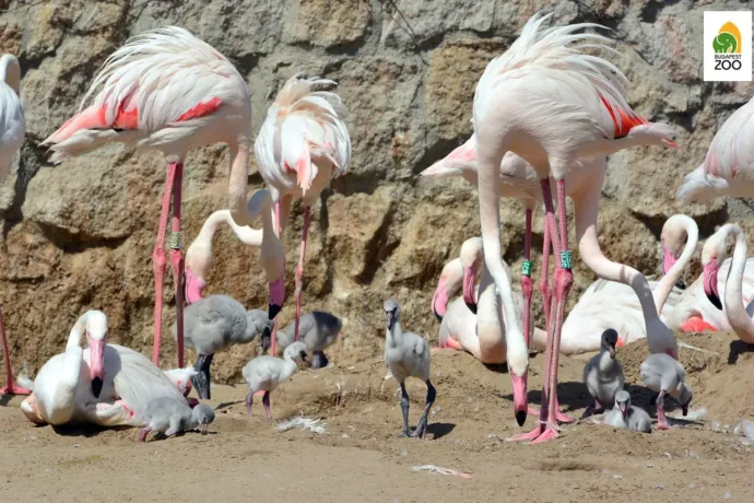 Tucatjával kelnek ki a flamingók az Állatkertben
