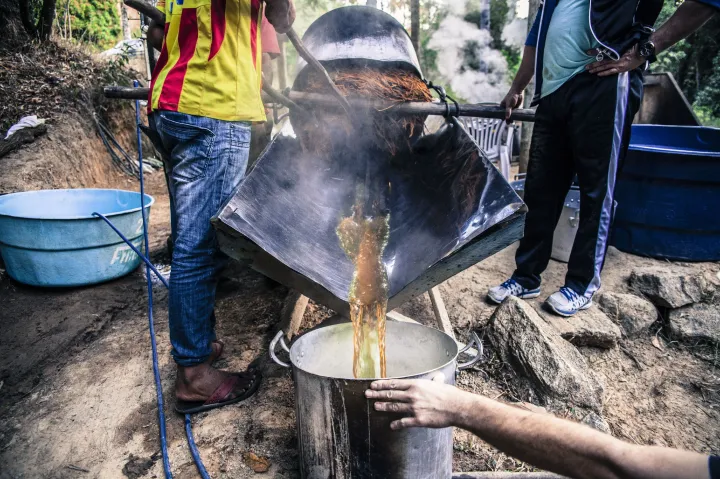 A férfiak készítik elő a gyökeret és a leveleket, hogy együtt főzzék meg őket az Ayahuasca tea elkészítéséhez – Fotó: Giulio Paletta / Getty Images 
