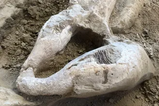 Különleges mamutleletekre bukkantak Baranyában