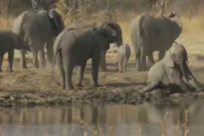 Zimbabwében egyre több elefánt él, de emiatt nagy problémát jelentenek a földművesek számára