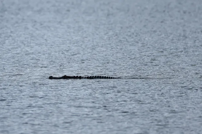 Aligátorok öltek meg egy nőt Floridában, miután egy golfpályán a tóba esett