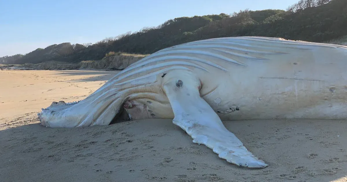 The carcass of a female albino whale was found in Australia