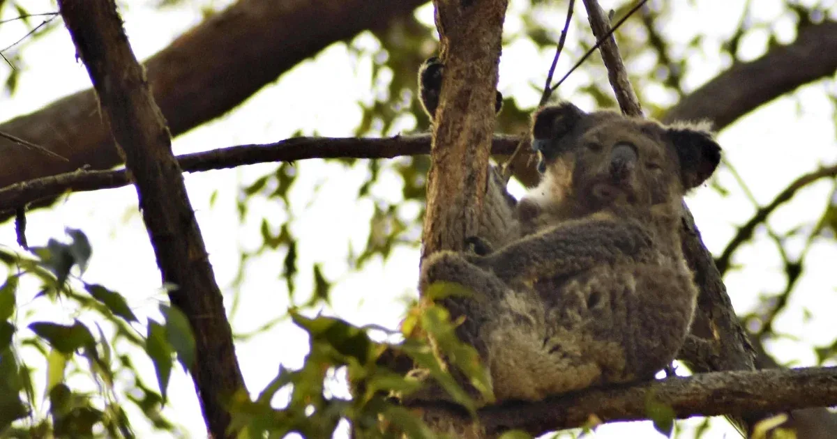 New Australian coal mine could wipe out more than 1,000 hectares of koala habitat
