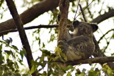 Több mint ezerhektárnyi koalaélőhelyet irthat ki egy új ausztrál szénbánya