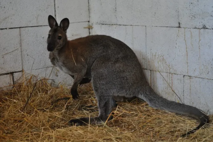 Befogták a Börzsönyben napok óta kóborló kengurut