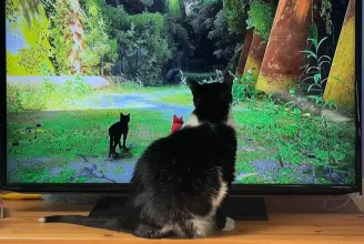 Tele lett az internet a macskaszimulátort bámuló macskákkal
