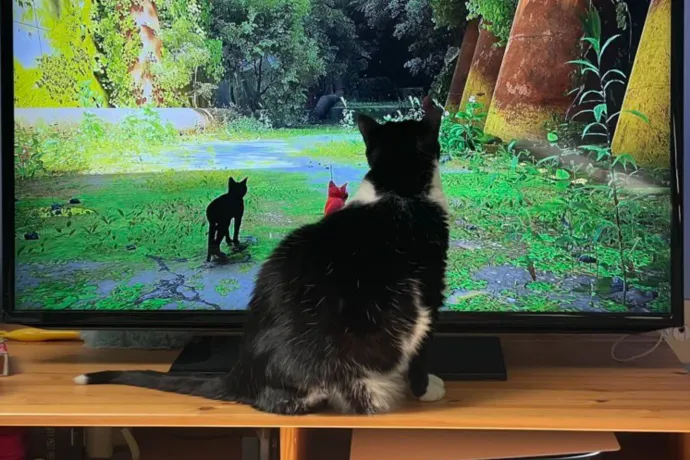 Tele lett az internet a macskaszimulátort bámuló macskákkal