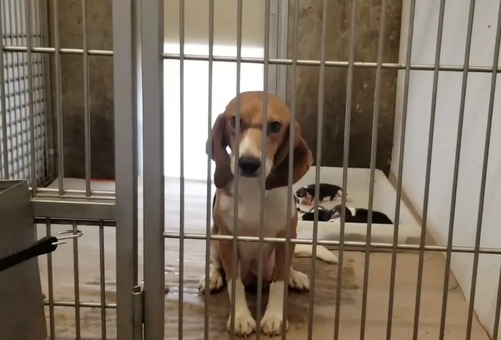 Fotó: PETA videó