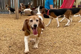 4000 beagle kerül rendes gazdához, miután lefüleltek egy amerikai tenyésztőüzemet