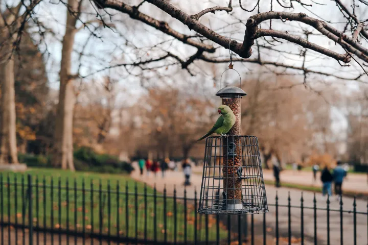 Papagáj Londonban – Fotó: Alena Veasey / Shutterstock