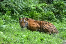 Sikerült megháromszorozni a nepáli tigrisek számát 2009 óta