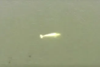 Most egy fehér delfin úszott fel a Szajnán