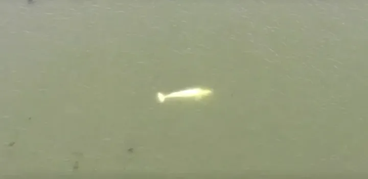 A csapdába esett fehér delfin Vernon közelében – Fotó: Reuters-videó