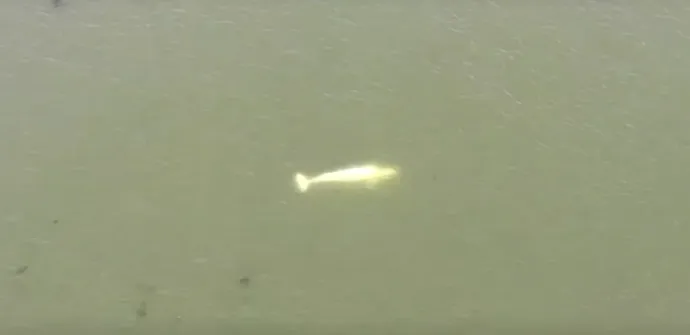 A csapdába esett fehér delfin Vernon közelében – Fotó: Reuters-videó