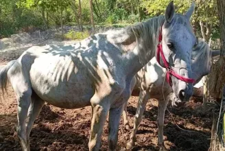 Csontsovány lovakat mentettek ki egy Győr melletti tanyáról