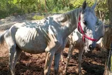 Csontsovány lovakat mentettek ki egy Győr melletti tanyáról