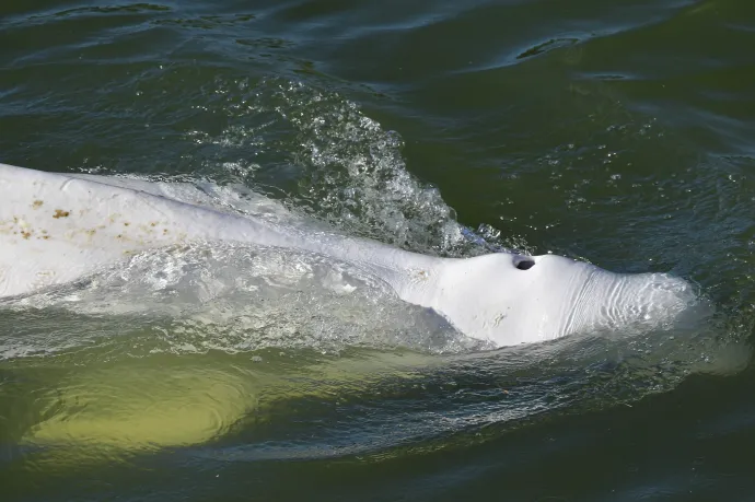 Éhségsztrájkol a Szajnába betévedt fehér delfin