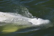 Éhségsztrájkol a Szajnába betévedt fehér delfin