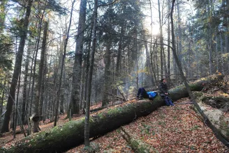 6 és fél millió hektárnyi erdeje van Romániának: az ország területének több mint egynegyedét erdők borítják