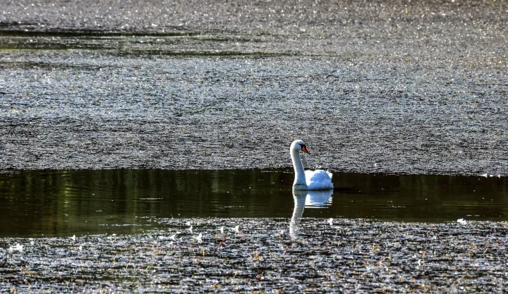 Mute swan in October 2019 and wooden bridge in June 2022 on the dried-up Lake Vekeri - Photo: Tibor Oláh / MTVA / MTI