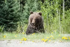 Fele annyiszor riasztották a hatóságokat medve miatt az elmúlt héten Hargita megyében