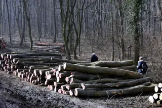 Alkotmánybírósághoz fordul az LMP a kormány erdőirtási tervei miatt