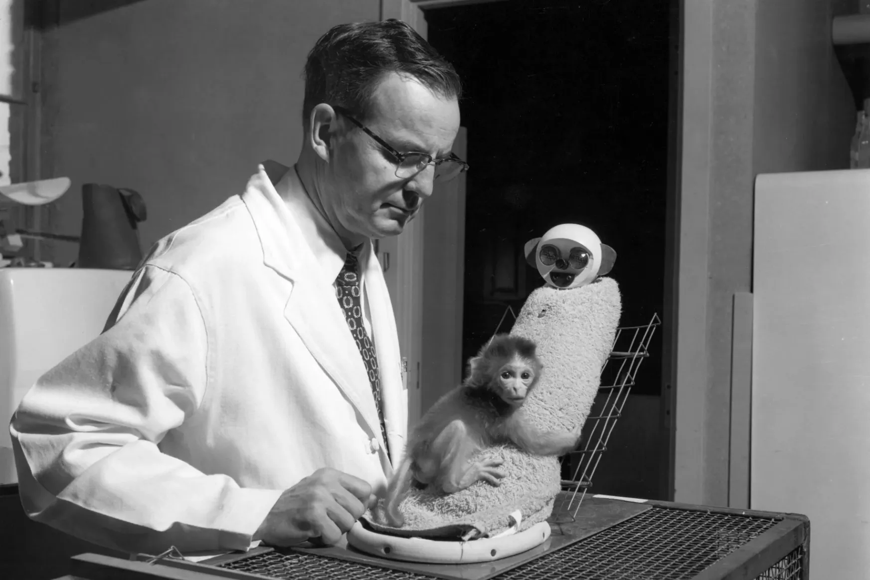 Drótanyákkal ámította a majomkölyköket, szörnyű kísérletein át fedezte fel az igazi anyai szeretetet