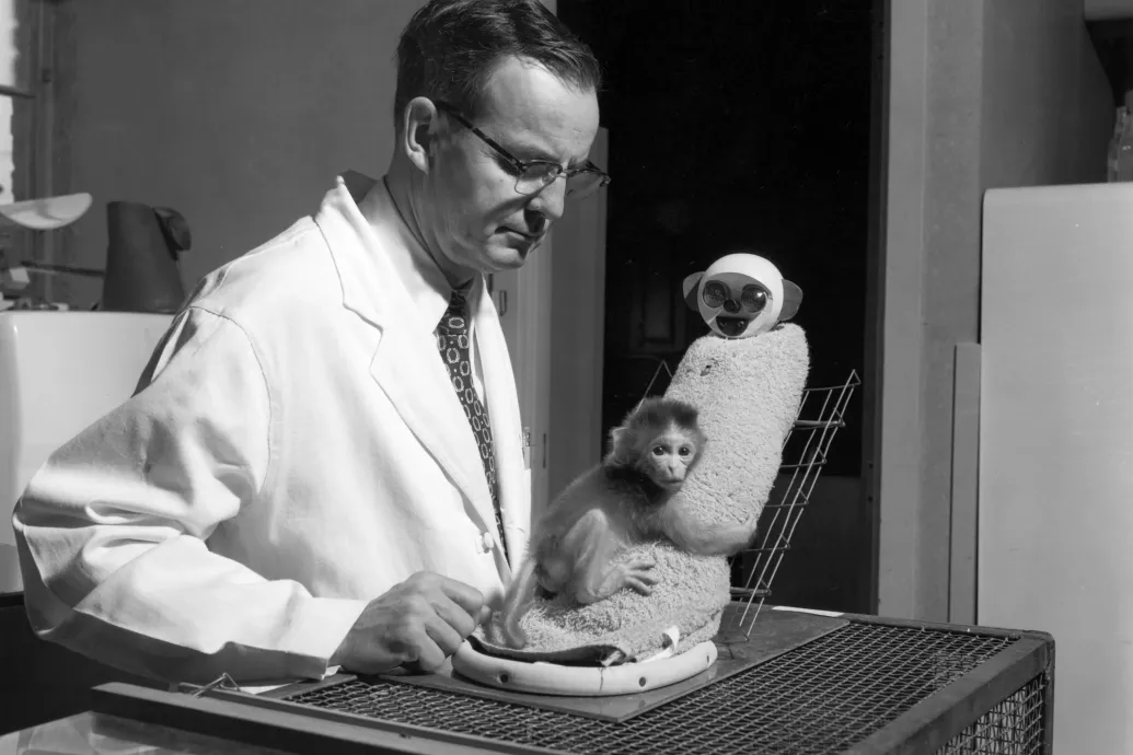 Drótanyákkal ámította a majomkölyköket, szörnyű kísérletein át fedezte fel az igazi anyai szeretetet