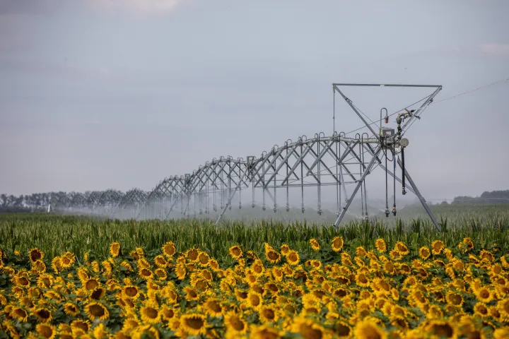 Kukoricát öntöznek egy önjáró lineár öntözőrendszerrel Fábiánsebestyén közelében, 2022. július 7-én – Fotó: Rosta Tibor / MTI