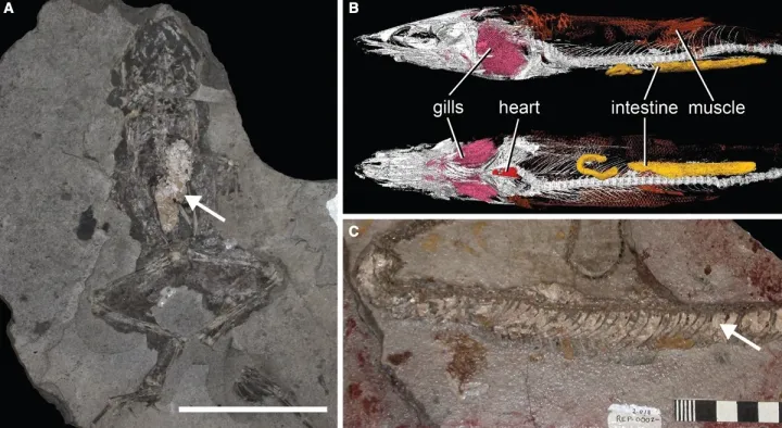 Megkövült leletek: balra egy béka gyomra, felül belső szervekkel rendelkező halfosszíliák, alul egy megkövült bőrű kígyó. – Fotó: Paleontology