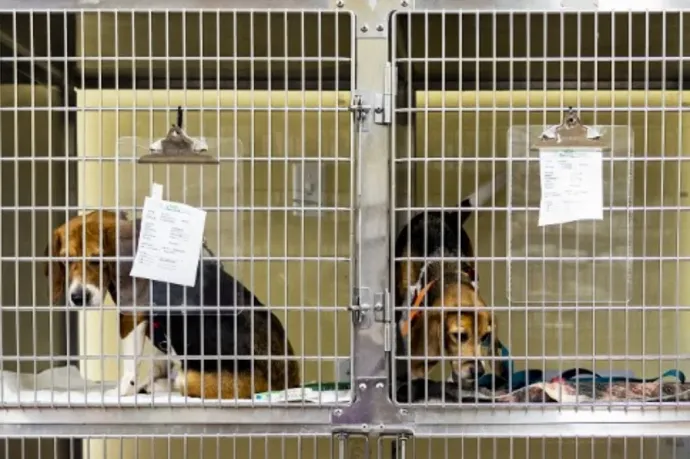 4000 beagle-t szabadítottak ki egy amerikai kutyaszaporító cég telephelyéről