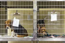 4000 beagle-t szabadítottak ki egy amerikai kutyaszaporító cég telephelyéről