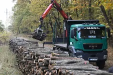 Az agrárminisztérium szerint azért kezdik idén korábban a fakitermelést, hogy a tél elejére kiszáradhasson a tűzifa
